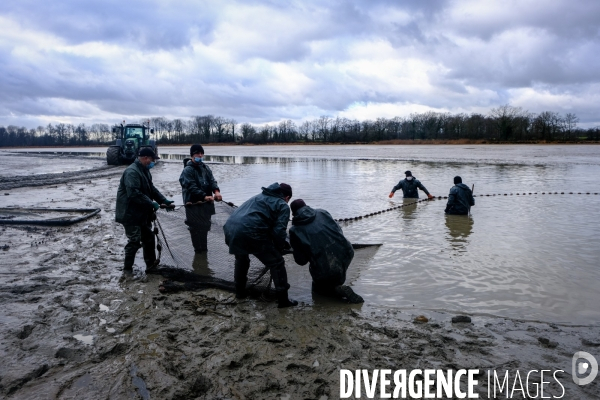 La pêche traditionnelle dans les étangs de la Dombes