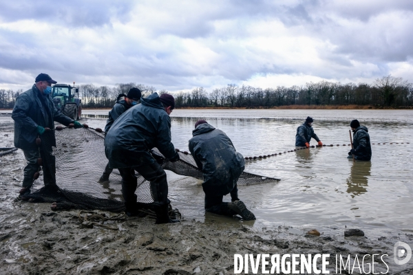 La pêche traditionnelle dans les étangs de la Dombes