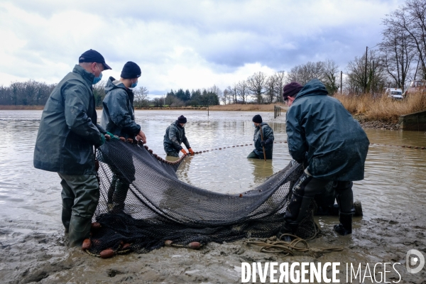 La pêche traditionnelle dans les étangs de la Dombes