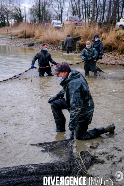 La pêche traditionnelle dans les étangs de la Dombes