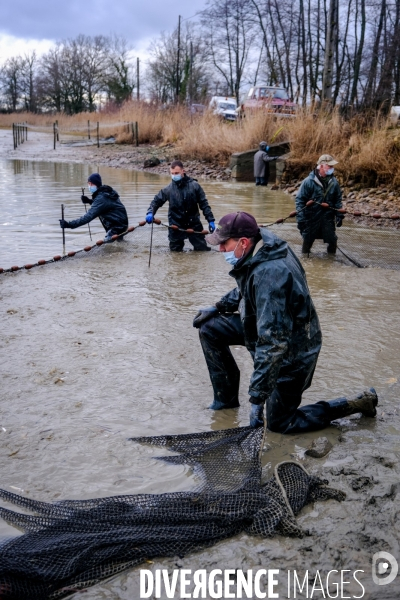 La pêche traditionnelle dans les étangs de la Dombes