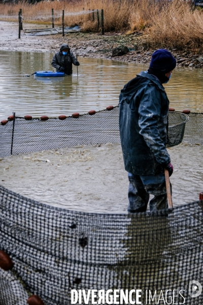 La pêche traditionnelle dans les étangs de la Dombes