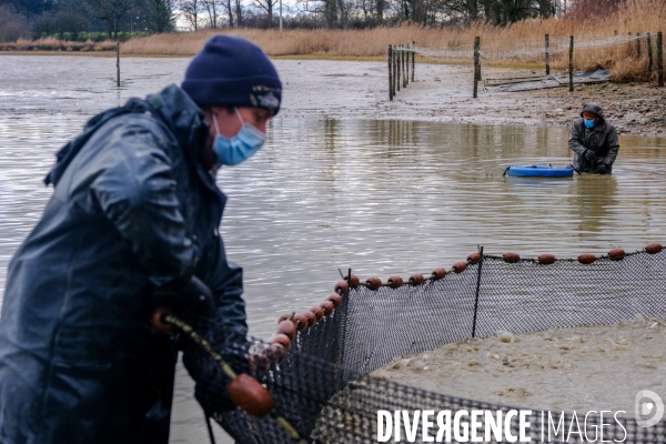 La pêche traditionnelle dans les étangs de la Dombes