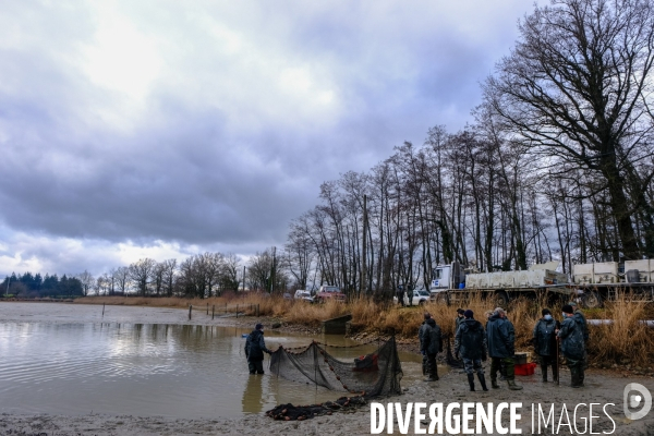 La pêche traditionnelle dans les étangs de la Dombes