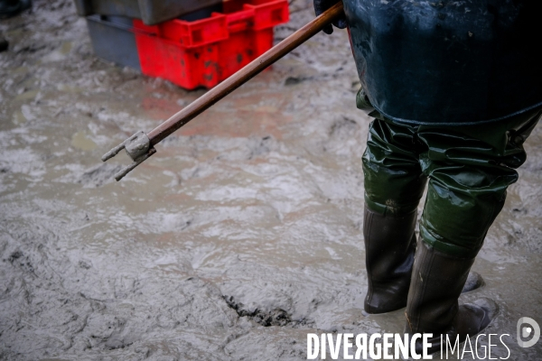 La pêche traditionnelle dans les étangs de la Dombes