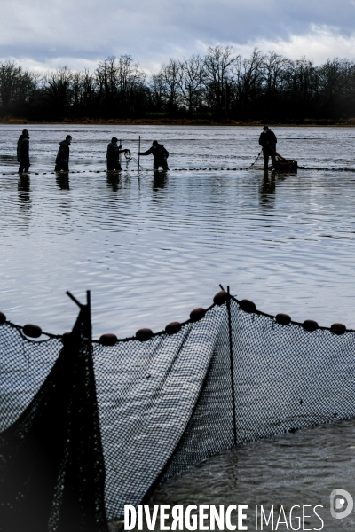 La pêche traditionnelle dans les étangs de la Dombes