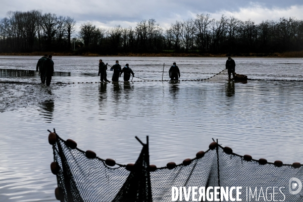 La pêche traditionnelle dans les étangs de la Dombes