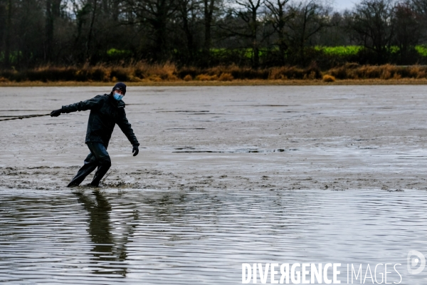 La pêche traditionnelle dans les étangs de la Dombes