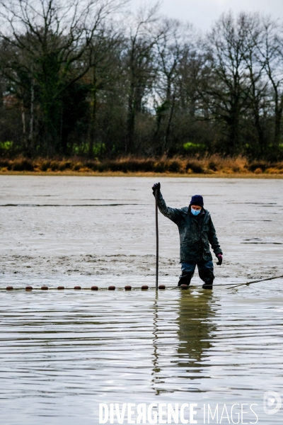 La pêche traditionnelle dans les étangs de la Dombes