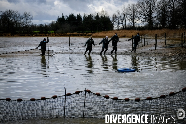 La pêche traditionnelle dans les étangs de la Dombes