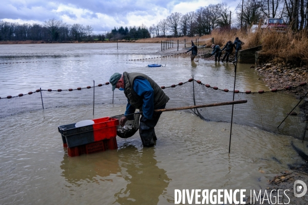 La pêche traditionnelle dans les étangs de la Dombes