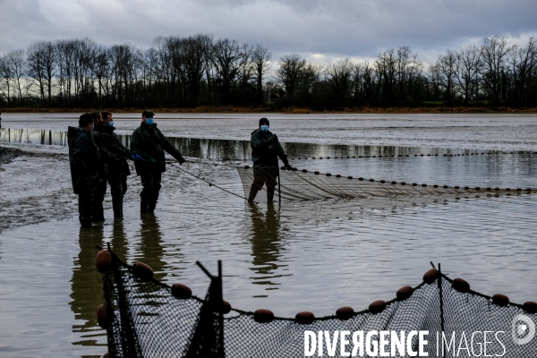 La pêche traditionnelle dans les étangs de la Dombes