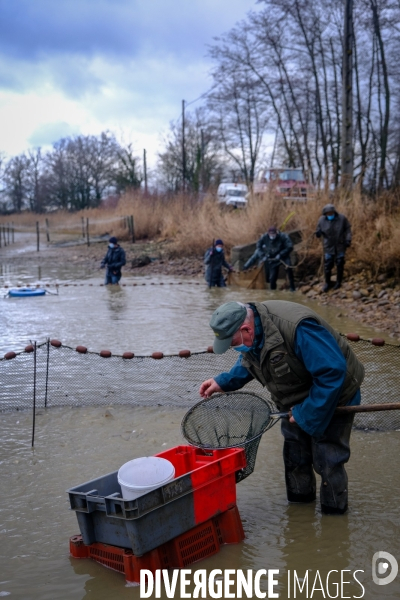 La pêche traditionnelle dans les étangs de la Dombes