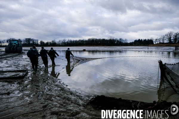 La pêche traditionnelle dans les étangs de la Dombes