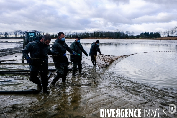 La pêche traditionnelle dans les étangs de la Dombes