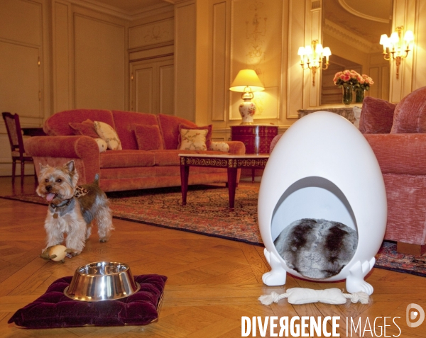 L hotel meurice accueille les chiens