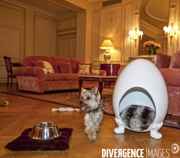 L hotel meurice accueille les chiens
