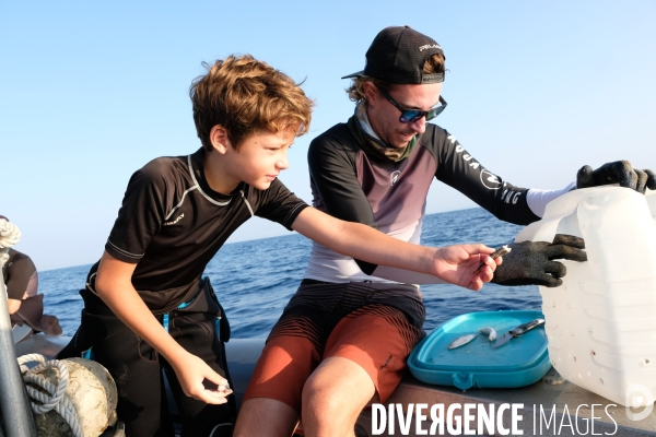 A la découverte des requins de Méditerannée