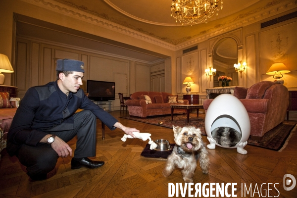 L hotel meurice accueille les chiens