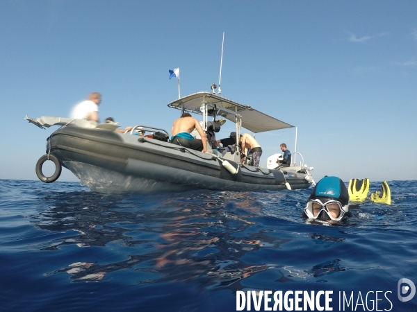 A la découverte des requins de Méditerannée