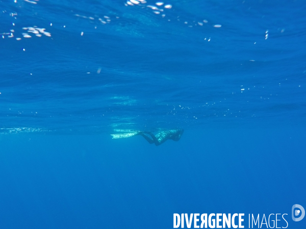 A la découverte des requins de Méditerannée