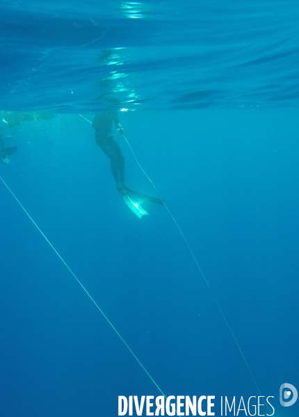 A la découverte des requins de Méditerannée