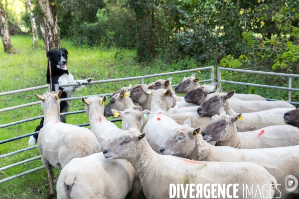 Elevage pastoral dans les marais de Guérande