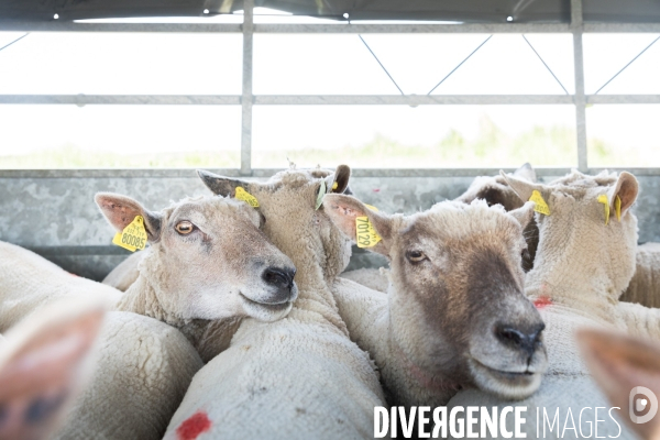 Elevage pastoral dans les marais de Guérande