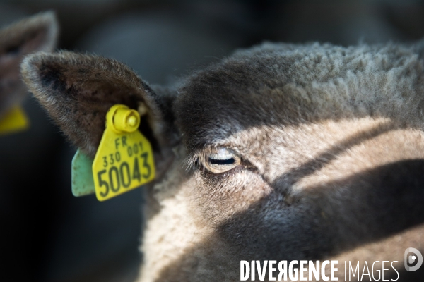 Elevage pastoral dans les marais de Guérande