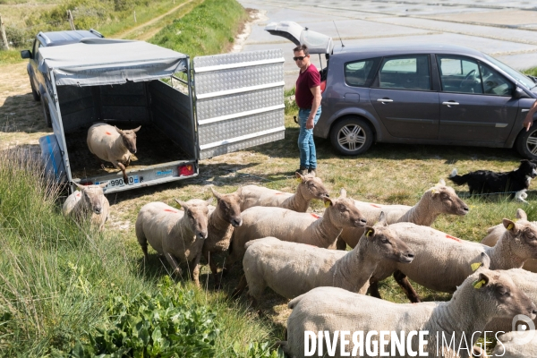 Elevage pastoral dans les marais de Guérande