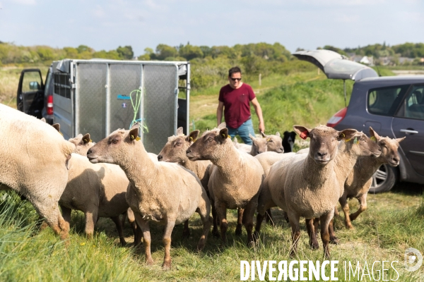 Elevage pastoral dans les marais de Guérande