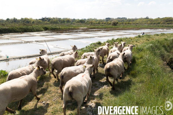 Elevage pastoral dans les marais de Guérande