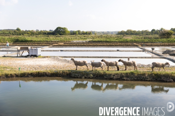 Elevage pastoral dans les marais de Guérande
