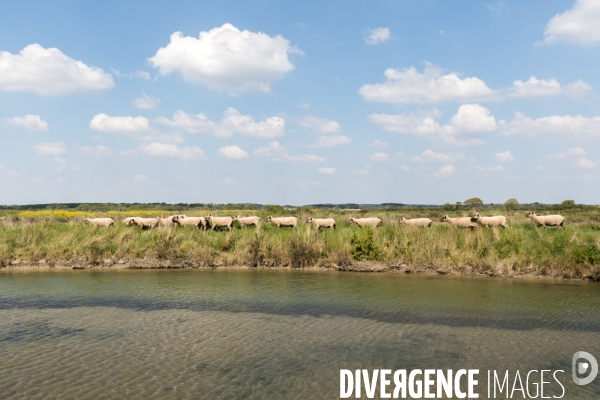 Elevage pastoral dans les marais de Guérande