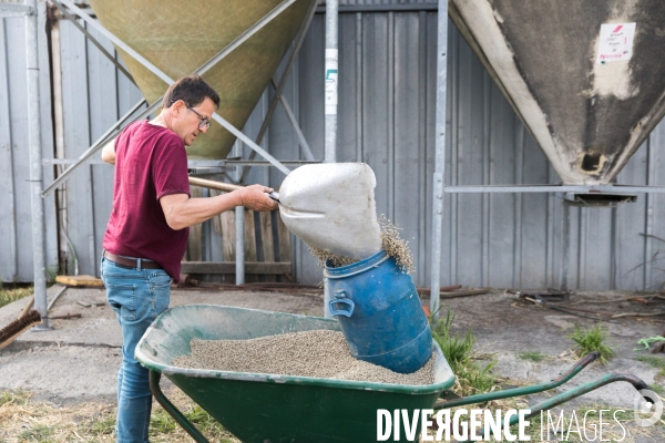 Elevage pastoral dans les marais de Guérande