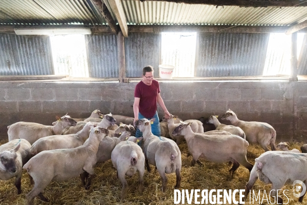 Elevage pastoral dans les marais de Guérande