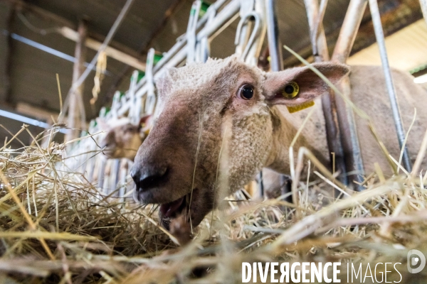 Elevage pastoral dans les marais de Guérande