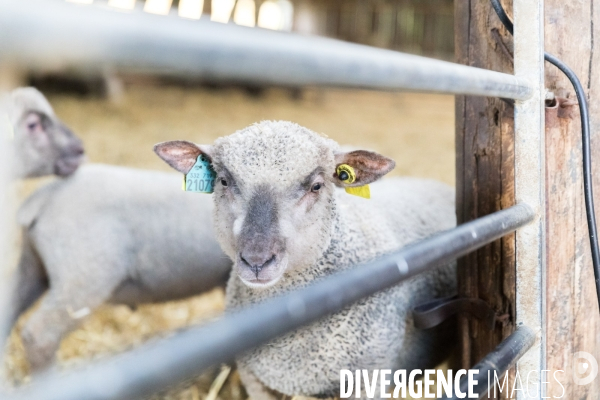 Elevage pastoral dans les marais de Guérande