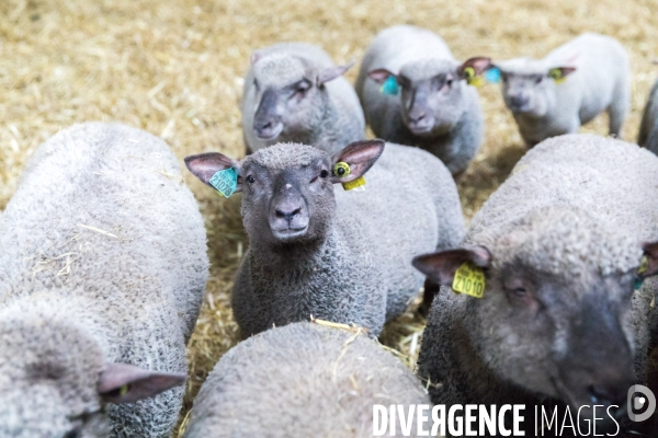 Elevage pastoral dans les marais de Guérande