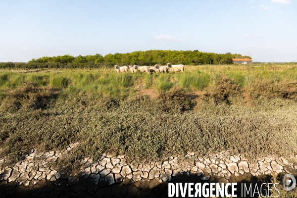 Elevage pastoral dans les marais de Guérande