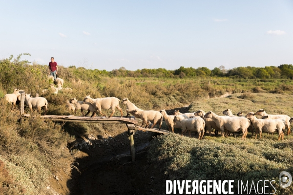 Elevage pastoral dans les marais de Guérande