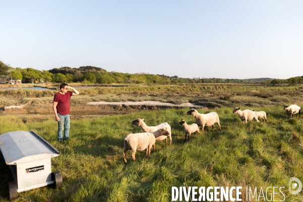 Elevage pastoral dans les marais de Guérande