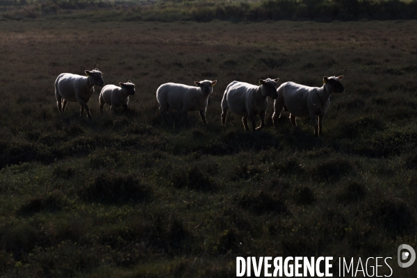 Elevage pastoral dans les marais de Guérande