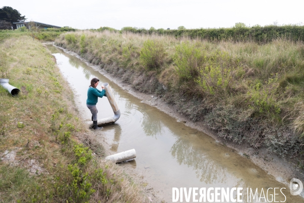 Culture de salicorne dans les marais de Guérande