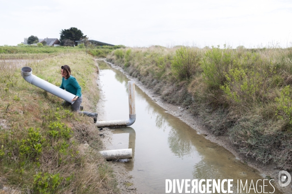 Culture de salicorne dans les marais de Guérande