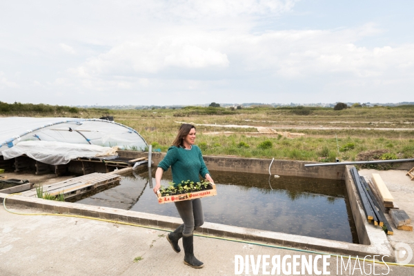 Culture de salicorne dans les marais de Guérande