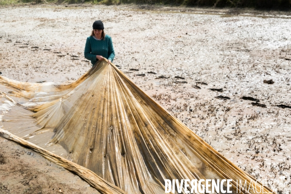 Culture de salicorne dans les marais de Guérande