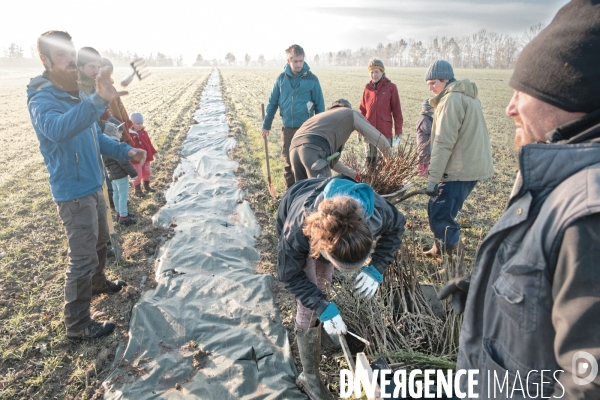 Plantation de haies en agroforesterie par un collectif citoyen en Indre-et-Loire