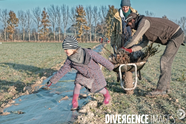 Plantation de haies en agroforesterie par un collectif citoyen en Indre-et-Loire