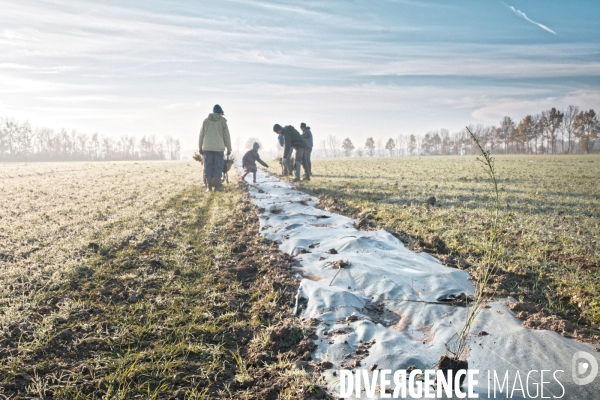 Plantation de haies en agroforesterie par un collectif citoyen en Indre-et-Loire